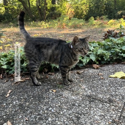 Photo de chat trouvé à Merignac