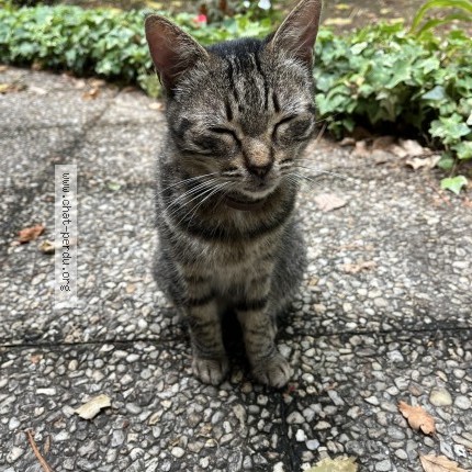 Photo 2/3 Chat trouvé Trouvé à Merignac