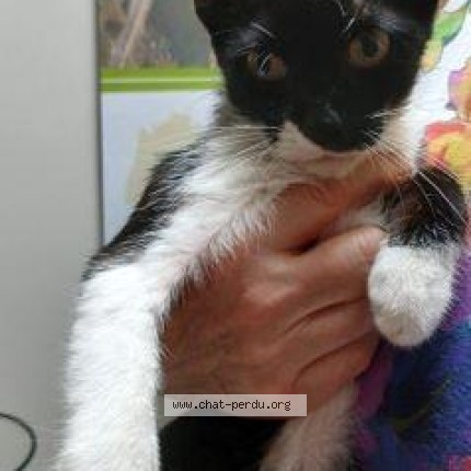 Photo de chat trouvé à Veigne