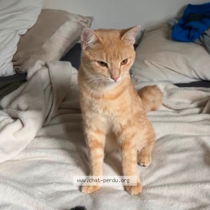 Photo de chat perdu à Pornic