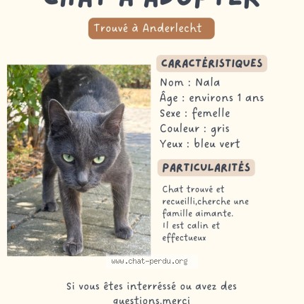 Photo 1/1 Chat trouvé Trouvé à Bruxelles