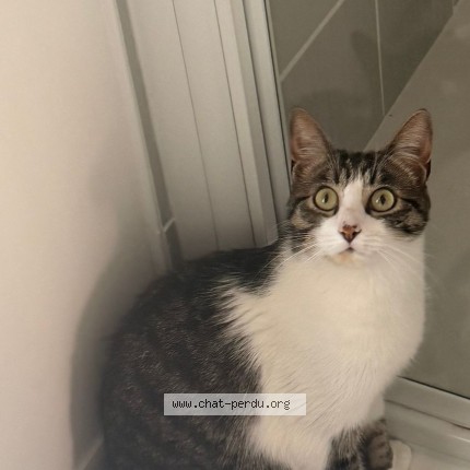 Photo de chat perdu à Nantes