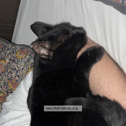 Photo de chat perdu à Albertville