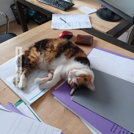 Photo de chat perdu à Narbonne