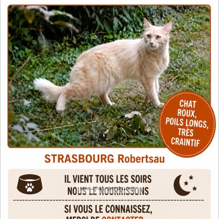 Photo de chat trouvé à Strasbourg