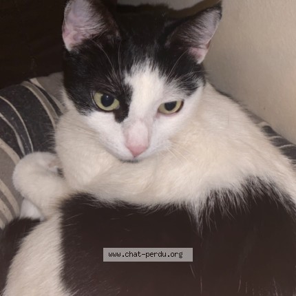 Photo de chat perdu à Sainte Foy Les Lyon