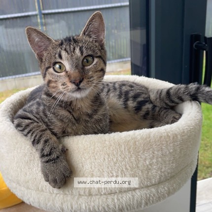 Photo de chat perdu à Ozoir La Ferriere