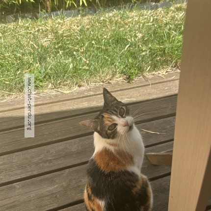 Photo 1/1 caramel Chat perdu à Brunoy