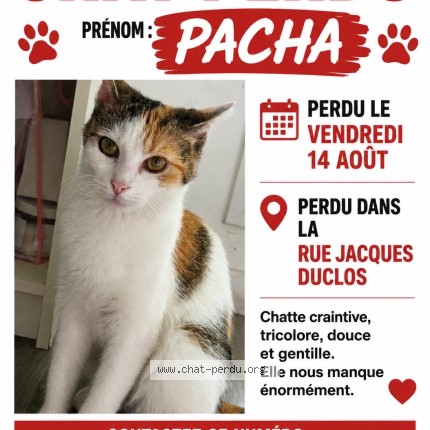 Photo 1/1 pacha Chat perdu à Aulnay Sous Bois