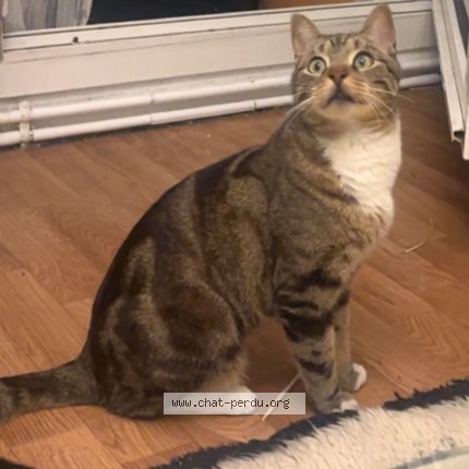 Photo 1/1 Chat trouvé Trouvé à Paris