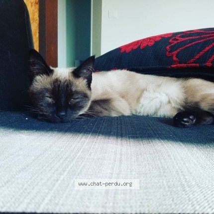 Photo de chat perdu à Saintes