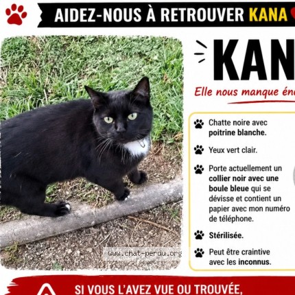 Photo 1/1 Kana Chat perdu à Saint Nazaire