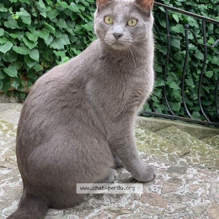 Photo 1/1 Chat retrouvé Perdu à Tarbes