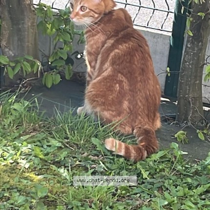 Photo de chat perdu à Colleville Montgomery
