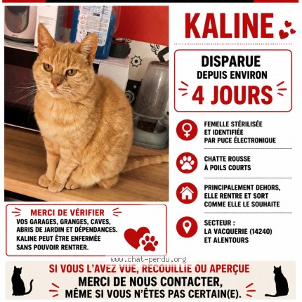 Photo de chat perdu à La Vacquerie