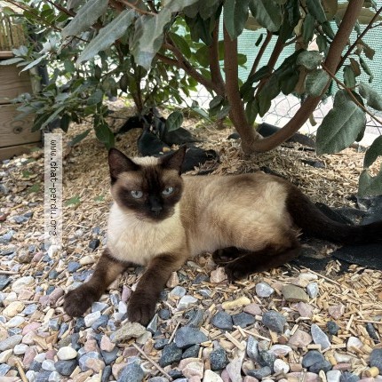 Photo de chat trouvé à Boucau