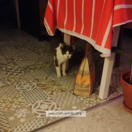 Photo de chat trouvé à Wavrin