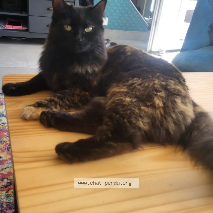 Photo de chat perdu à Notre Dame De Bondeville