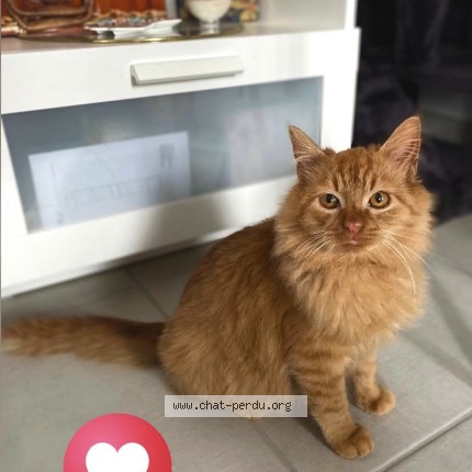 Photo 1/1 Chat retrouvé Perdu à Vitry Sur Orne