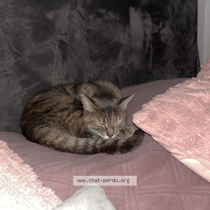 Photo de chat perdu à Sevran