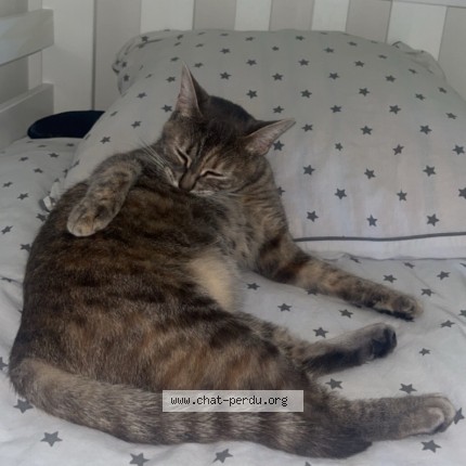 Photo 2/2 Simba ou Minouche Chat perdu à Sevran