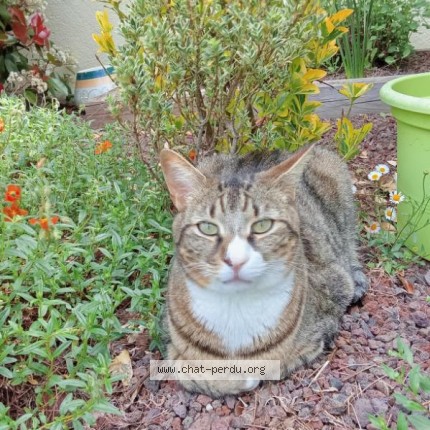 Photo de chat perdu à Montpeyroux