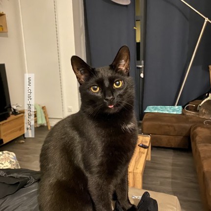 Photo de chat perdu à Charmont Sous Barbuise