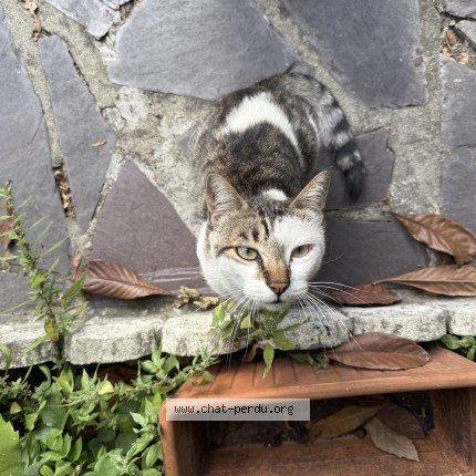 Photo de chat perdu à Le Blanc Mesnil