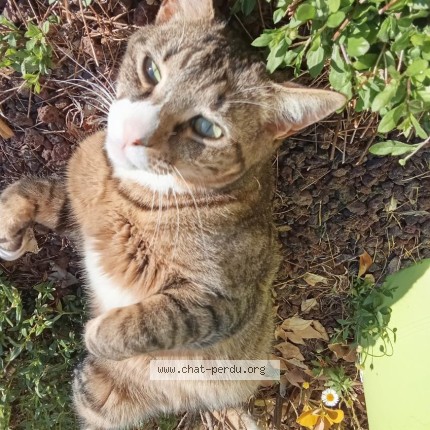Photo de chat perdu à Montpeyroux