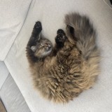 Mia