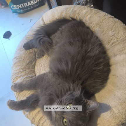 Photo de chat perdu à Venissieux