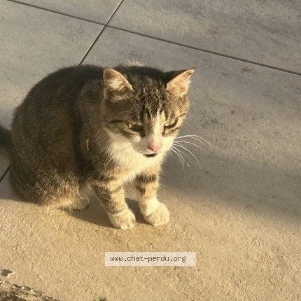 Photo 1/2 Chat trouvé Trouvé à Saint Sebastien Sur Loire