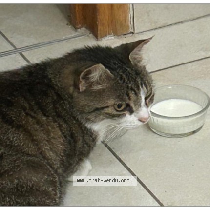 Photo 2/2 Chat trouvé Trouvé à Saint Sebastien Sur Loire