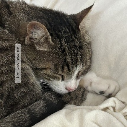Photo 3/3 Chat trouvé Trouvé à Saint Sebastien Sur Loire