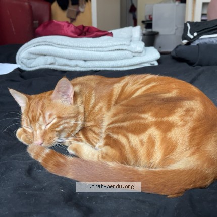 Photo de chat perdu à Tarare