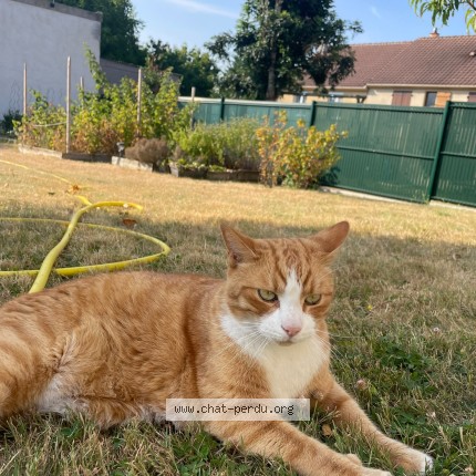 Photo de chat perdu à Soignolles En Brie