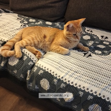 Photo de chat trouvé à Morlaas