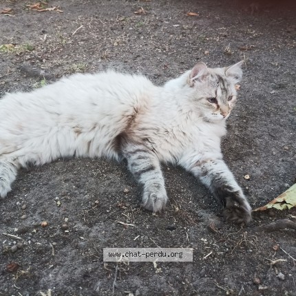 Photo de chat perdu à Gerzat