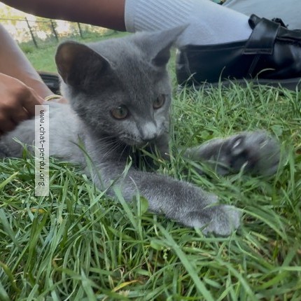 Photo de chat perdu à Drancy