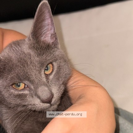 Photo 2/3 Luna Chat perdu à Drancy