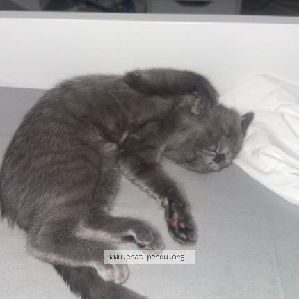 Photo 3/3 Luna Chat perdu à Drancy