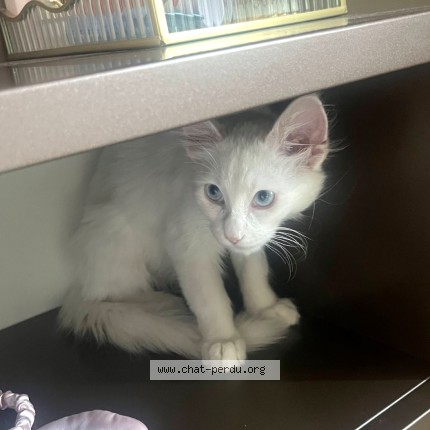 Photo de chat perdu à Sartrouville