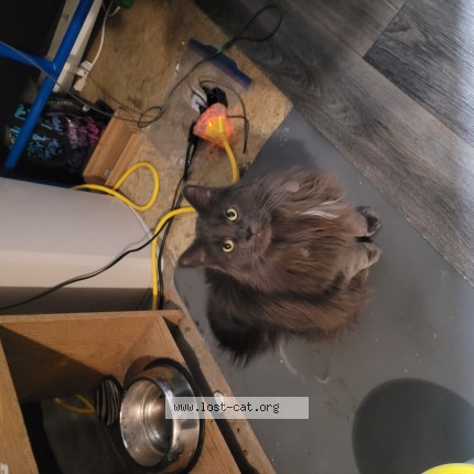 Photo 1/1 wolfy Chat perdu à Lethbridge