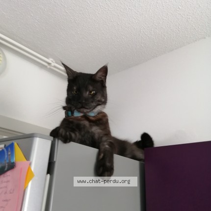 Photo de chat perdu à Brumath