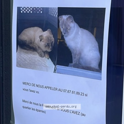Photo de chat perdu à Saint Martin D Heres