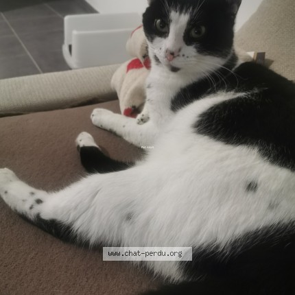 Photo de chat perdu à Vignieu