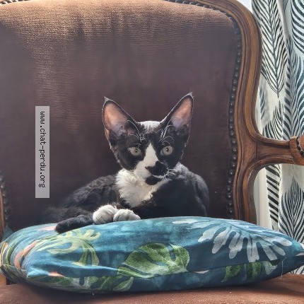 Photo de chat perdu à Dunkerque