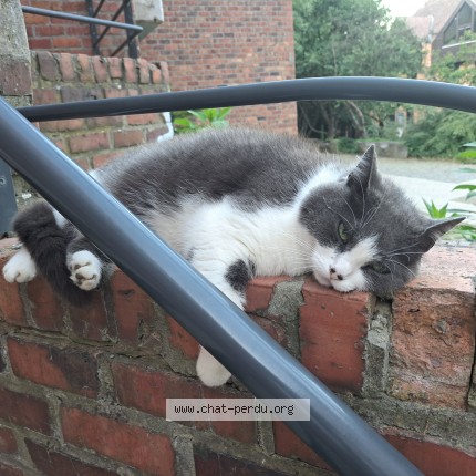 Photo 1/1 Chat retrouvé Perdu à Ottignies Louvain La Neuve