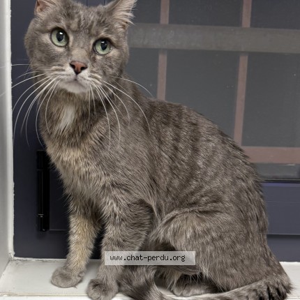 Photo de chat perdu à Ordonnaz