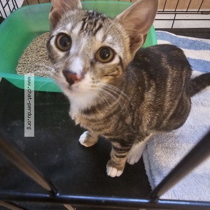 Photo de chat trouvé à Narbonne
